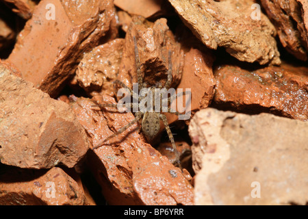 Pardosa amentata, un lupo spider, vivendo in un dismessi cava di argilla. Foto Stock