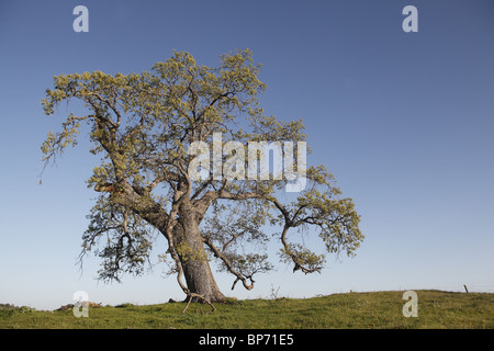 California nero quercia (Quercus kelloggii), albero solitario, Mariposa Area, California. Foto Stock