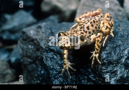 Ostetrica maiorchino toad, Alytes muletensis, Maiorca Foto Stock