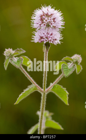 Acqua di menta, Mentha aquatica in fiore. Il Dorset. Foto Stock