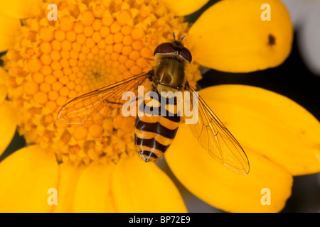 Un comune hoverfly, Syrphus ribesii, visitando il mais tagete; wildlife garden, Dorset. Foto Stock