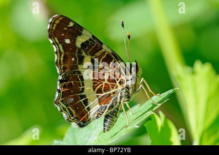 Mappa Butterfly (Araschnia levana) covata estiva. La Slovenia, Agosto. Foto Stock