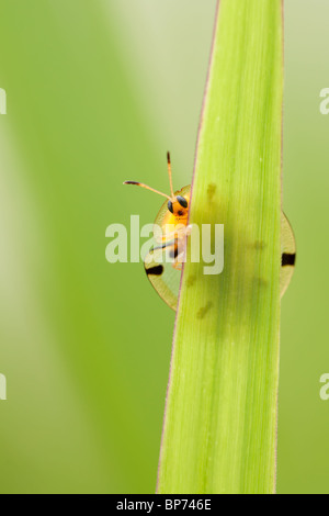 Aspidomorpha miliaris scarabeo tartaruga sulla lama di erba, guardando la fotocamera! Sumatra, Indonesia Foto Stock
