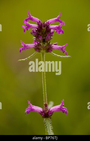 Betony, Stachys officinalis Betonica = in prato, Dorset. Foto Stock