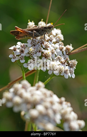 Chorthippus biguttulus, il bow-winged grasshopper Foto Stock