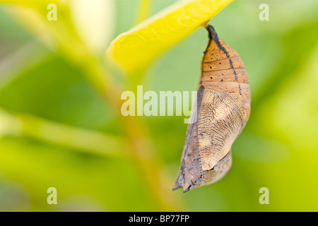 Butterfly crisalide di nymphalidae appeso su foglie di piante Foto Stock