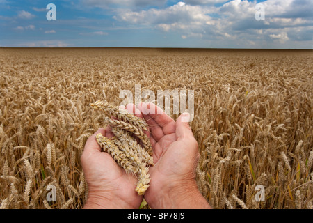 Farmer controllo grano pronto per la raccolta a Metton Norfolk agosto Foto Stock