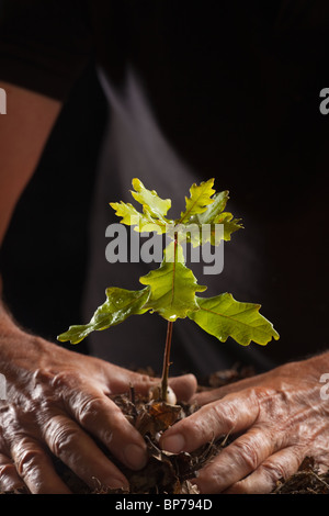La piantagione Piantina Quercia Quercus robur Foto Stock