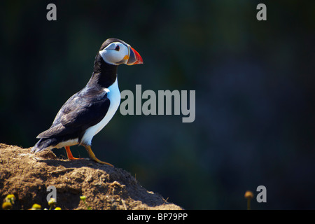 Puffin (Fratercula arctica) sull isola Skomer, Pembrokeshire, West Wales, Luglio. Foto Stock