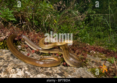 Saettone (Zamenis longissimus, Elaphe longissima), la posizione di attacco, Svizzera Schweizer Jura, Bieler vedere Foto Stock