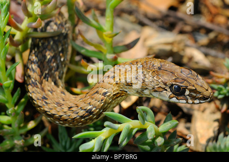 Montpellier snake (Malpolon monspessulanus), ritratto, Spagna, Katalonia, Naturpark Montseney Foto Stock