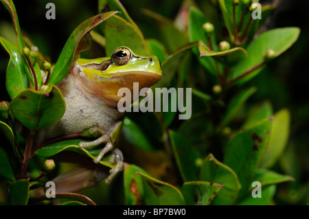 Treefrog stripeless, Mediterraneo treefrog (Hyla meridionalis), klimbing arbusti in Andalusia, parco nazionale di Donana Foto Stock