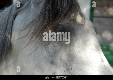Colline punteggiano cavallo grigio, la sella, Denia, Alicante Spagna Foto Stock
