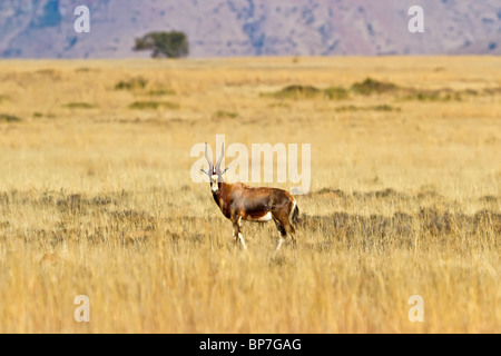 Lone Blesbuck permanente sulla l africano pianura erbosa, guardando la telecamera Foto Stock