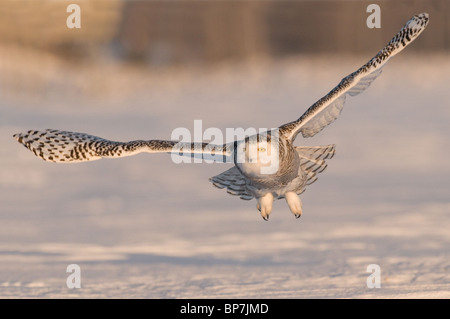 Civetta delle nevi (Bubo scandiacus, Nyctea scandiaca) in volo sopra la neve. Foto Stock