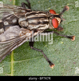 Una carne-fly, Sarcophaga carnaria, alimentazione sulla frutta. Stabilisce le larve vive, non le uova. Il Dorset. Foto Stock