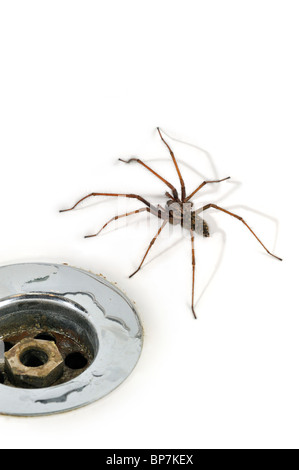 Casa comune europea spider (Eratigena atrica / Tegenaria atrica) nel lavandino / Lavello accanto al plug-foro nel bagno