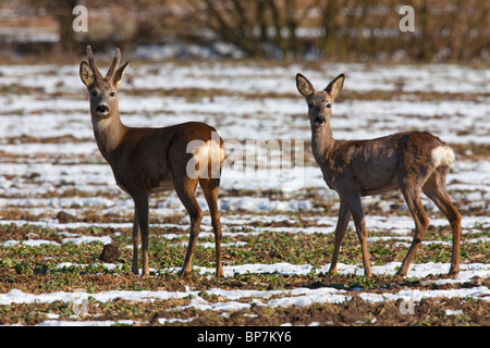 Il capriolo (Capreolus capreolus) buck e capretti in campo in inverno nella neve, Germania Foto Stock