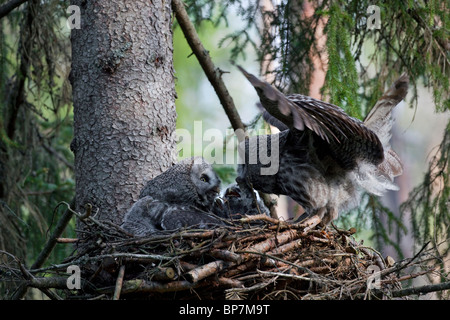 Grande grigio allocco (Strix nebulosa) coppia alimentando il mouse per pulcini nel nido nella foresta boreale, Svezia Foto Stock