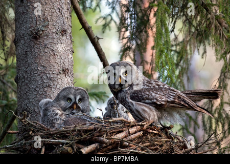 Grande grigio allocco (Strix nebulosa) coppia alimentazione di pulcini nel nido nella foresta boreale, Svezia Foto Stock