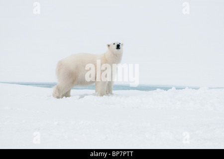 Orso polare a nord di Spitsbergen Svalbard vicino al Polo Nord, Norvegia Foto Stock