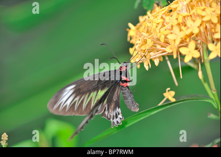 Rajah Brooke's Birdwing Butterfly alimentazione su un giallo Ixora flower in moto volanti - Trogonoptera brookiana Foto Stock