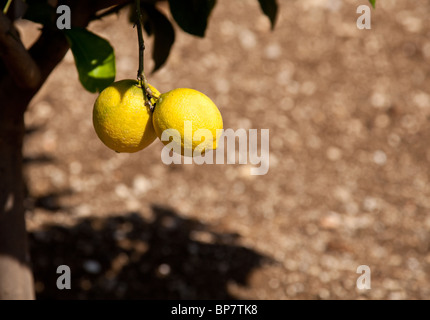 I limoni crescono su un albero di limone Foto Stock
