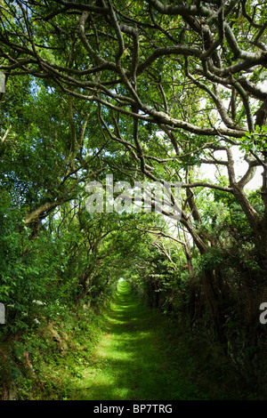 Ballynoe Stone Circle vicino a Downpatrick, Irlanda del Nord Foto Stock