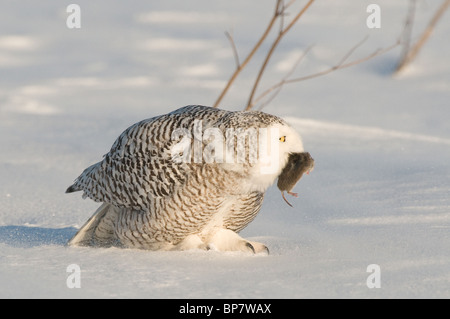 Civetta delle nevi (Bubo scandiacus, Nyctea scandiaca) permanente sulla neve con il mouse nel suo becco. Foto Stock