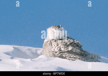 Civetta delle nevi (Bubo scandiacus, Nyctea scandiaca) di appoggio nella neve con gli occhi chiusi. Foto Stock