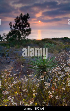 Tramonto sull'oceano dal punto di rasoio, Torrey Pines State Reserve, San Diego, California Foto Stock