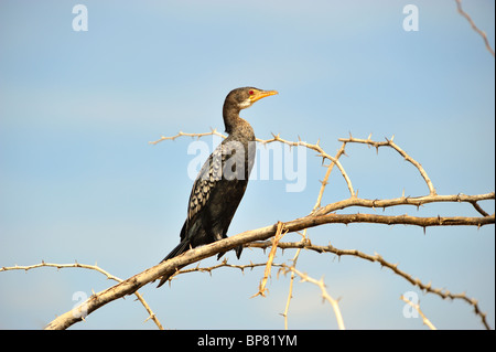 Long-tailed, cormorano Phalacrocorax africanus, Lake Baringo, Rift Valley Kenya Foto Stock