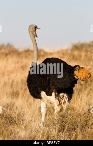 Struzzo maschio con la bocca aperta sulla savana africana dei campi Foto Stock