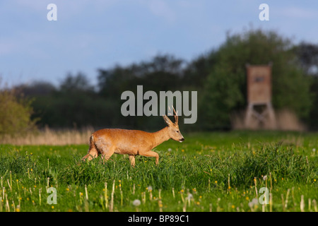 Il Roe Deer buck (Capreolus capreolus) nel prato di legno con seduta alta in primavera, Germania Foto Stock