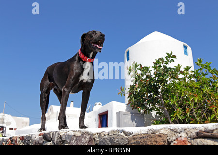 Cane in Oía, isola di Santorini, Cicladi, ISOLE DELL' EGEO, Grecia Foto Stock