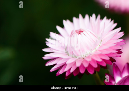 Everlasting fiori che crescono in collina vicino giardini nel Warwickshire Foto Stock