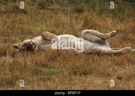 Leonessa (Panthera leo) giacente pigri in erba in Okavango Delta, il Botswana. Foto Stock