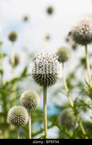 Echinops bianco, Globe Thistle, in fiore Foto Stock