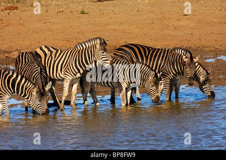 Allevamento di Burchell's zebre a waterwhole, Equus burchelli, Madikwe Game Reserve, Sud Africa Foto Stock