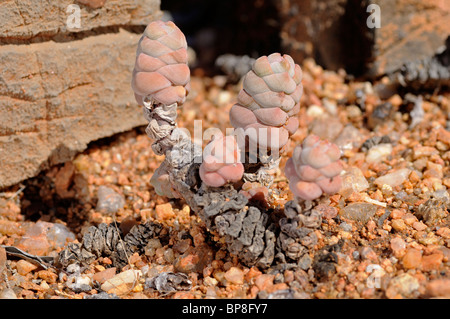 Crassula plegmatoides, Namaqualand, Sud Africa Foto Stock