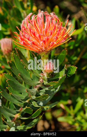 Leucospermum ibrido Scarlett nastro, Cape Floral Kingdom, Sud Africa Foto Stock