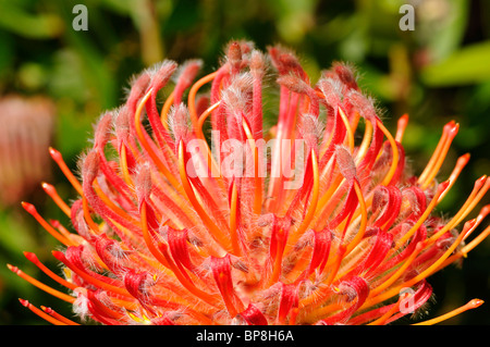 Leucospermum ibrido Scarlett nastro, Cape Floral Kingdom, Sud Africa Foto Stock