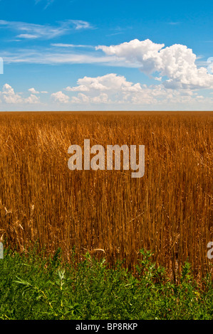 Campo di intonso paglia contro il cielo blu nel sud del Colorado, STATI UNITI D'AMERICA Foto Stock