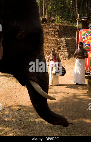 Indian musicisti suonano strumenti a percussione da un elefante davanti a un festival Olappamanna Mana a Vellinezhi, Kerala, India. Foto Stock