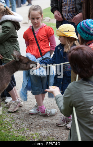 Bambini alimentando i canguri Rossi presso il Santuario di Healesville, Australia Foto Stock