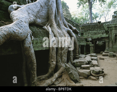 Le radici di un grande albero che cresce sopra le rovine in pietra di Ta Prohm. Angkor, Cambogia Foto Stock