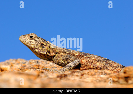 Femmina di Southern Rock AGAMA, AGAMA atra, Suidelike Rotskoggelmander, Namaqualand, Sudafrica Foto Stock