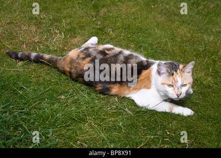 Sleepy cat sull'erba in un giardino Foto Stock