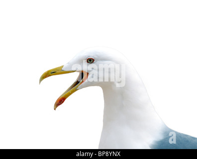 Sqawking Seagull Foto Stock