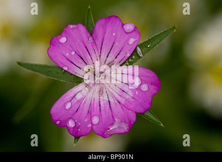 Il Cockle mais fiore, con fiore mirid bug. Dopo la pioggia. Il Dorset. Foto Stock